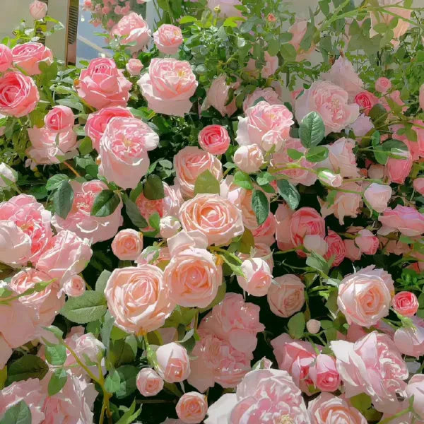 Elegant Climbing Rose Flower Seeds With Plant Growth Suplement