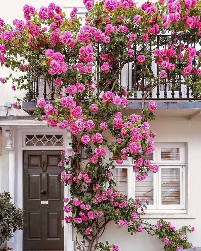 Elegant Climbing Rose Flower Seeds With Plant Growth Suplement