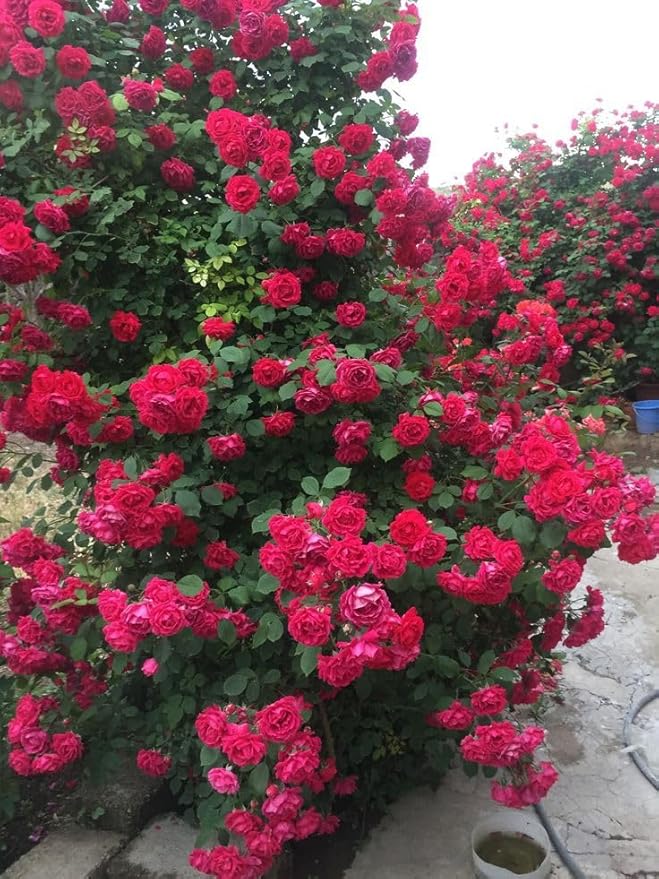 Elegant Climbing Rose Flower Seeds With Plant Growth Suplement