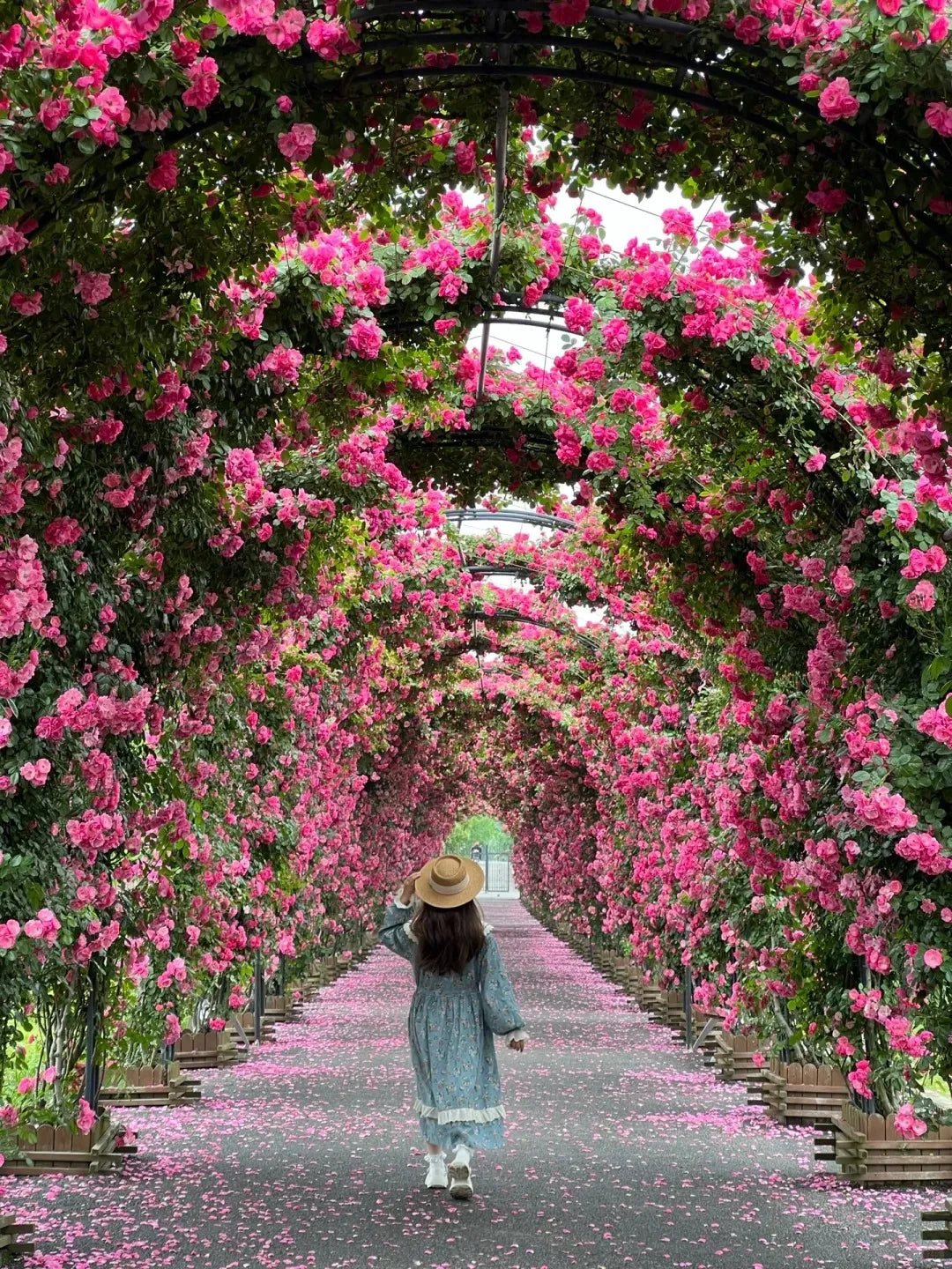 Elegant Climbing Rose Flower Seeds With Plant Growth Suplement
