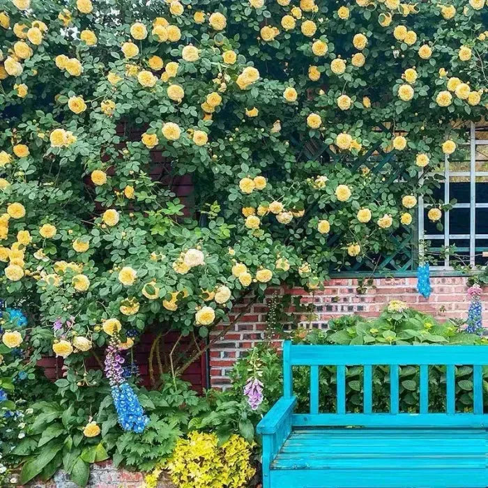 Elegant Climbing Rose Flower Seeds With Plant Growth Suplement