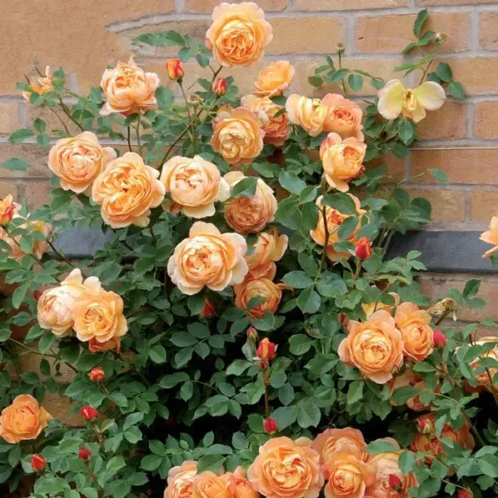 Elegant Climbing Rose Flower Seeds With Plant Growth Suplement