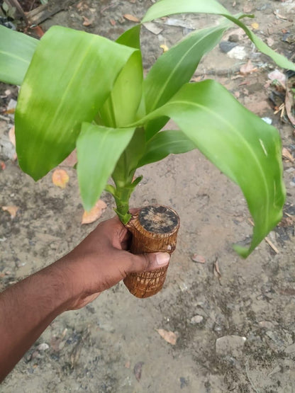 Brazilian Lucky Wood, Mini Home Plant Decorations